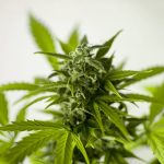Marihuana lecznicza - jak zdobyć?